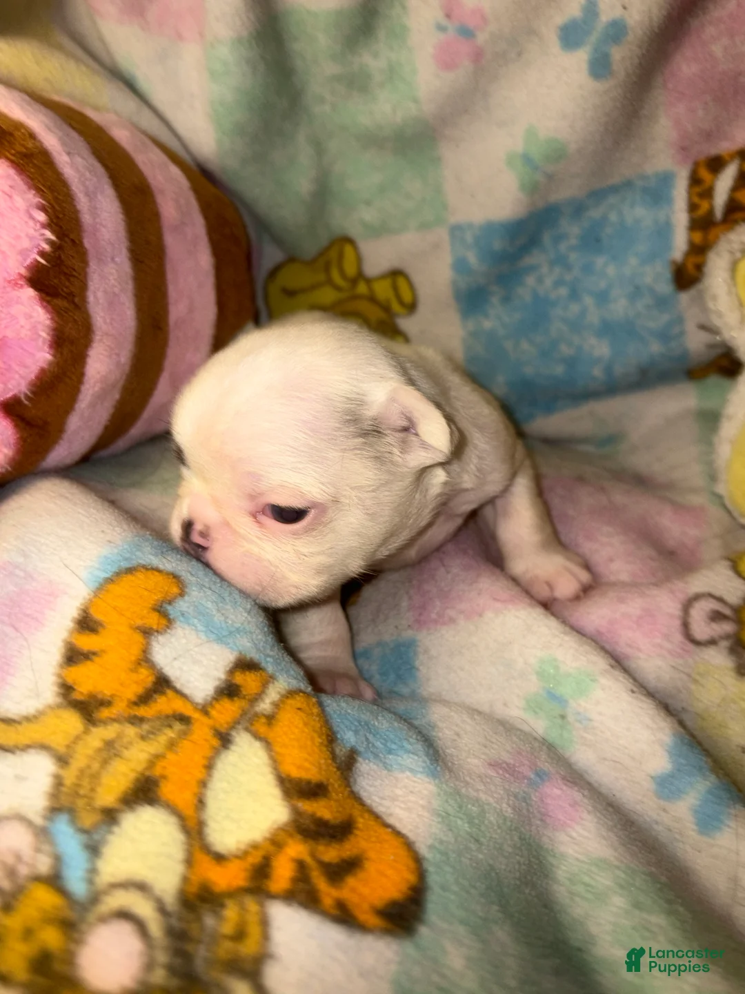 French Bulldog dogs for sale:  GHOST pied Merle! - Ad 2