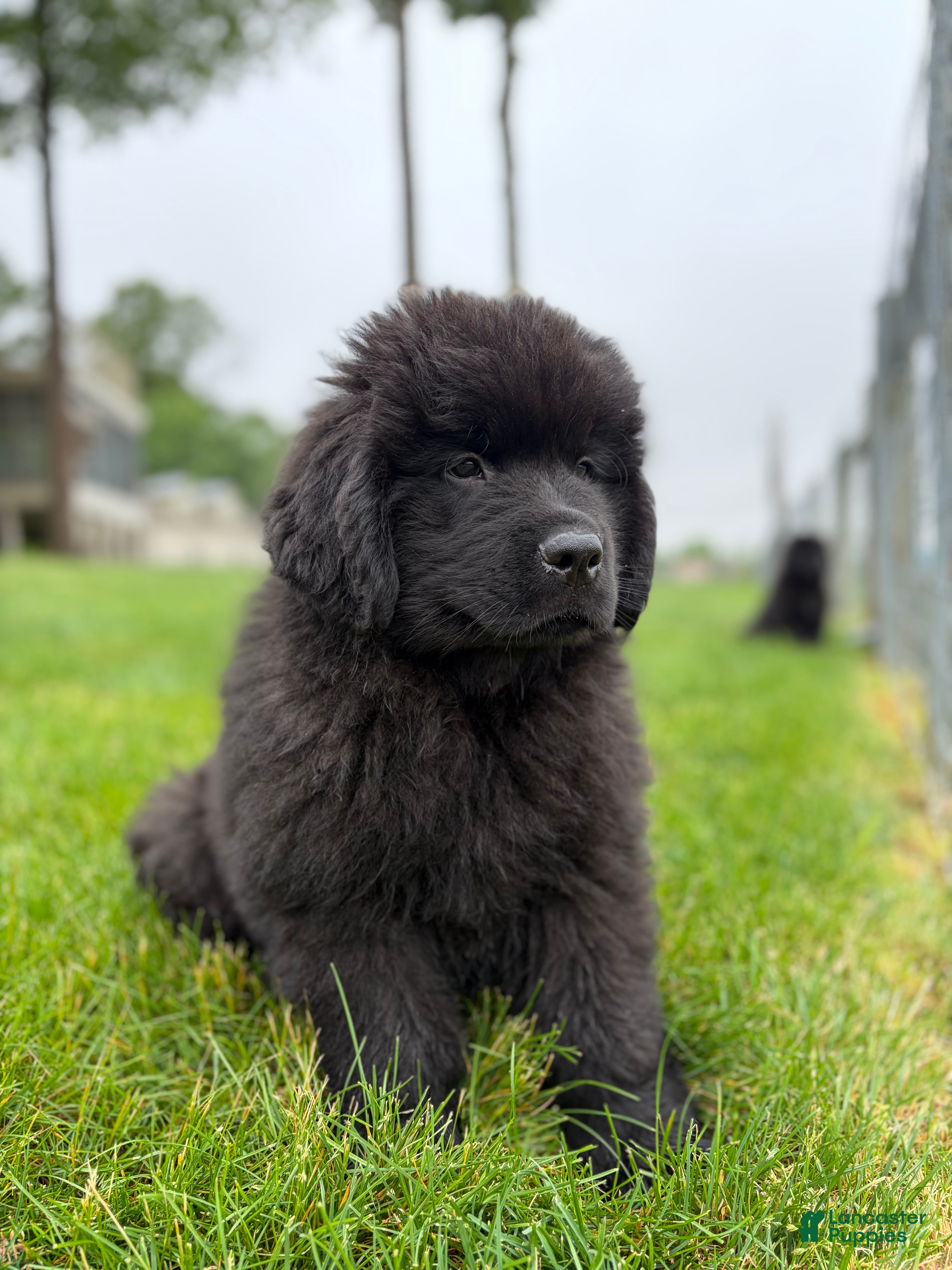 Newfoundland dogs Midnight - Ad 1