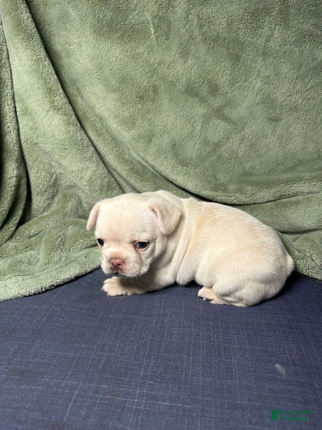 French Bulldog dogs for sale: Luca - Ad 2
