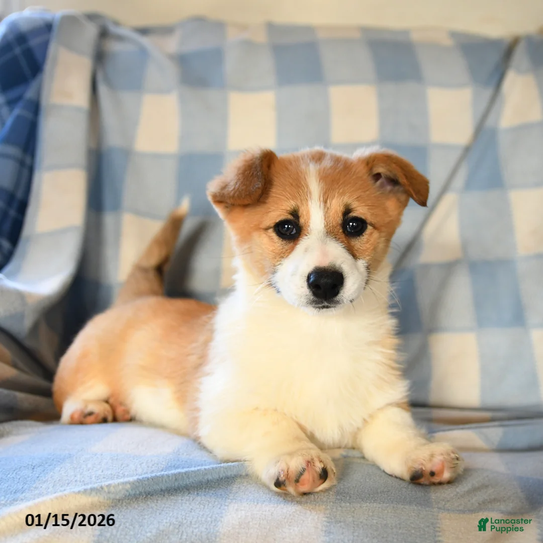 Welsh Corgi Pembroke dogs for sale: Melody  - Ad 1