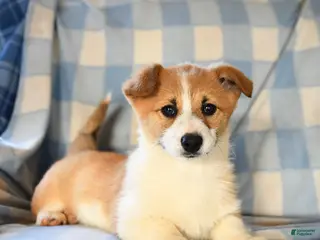 Welsh Corgi Pembroke dogs Melody - Ad 2