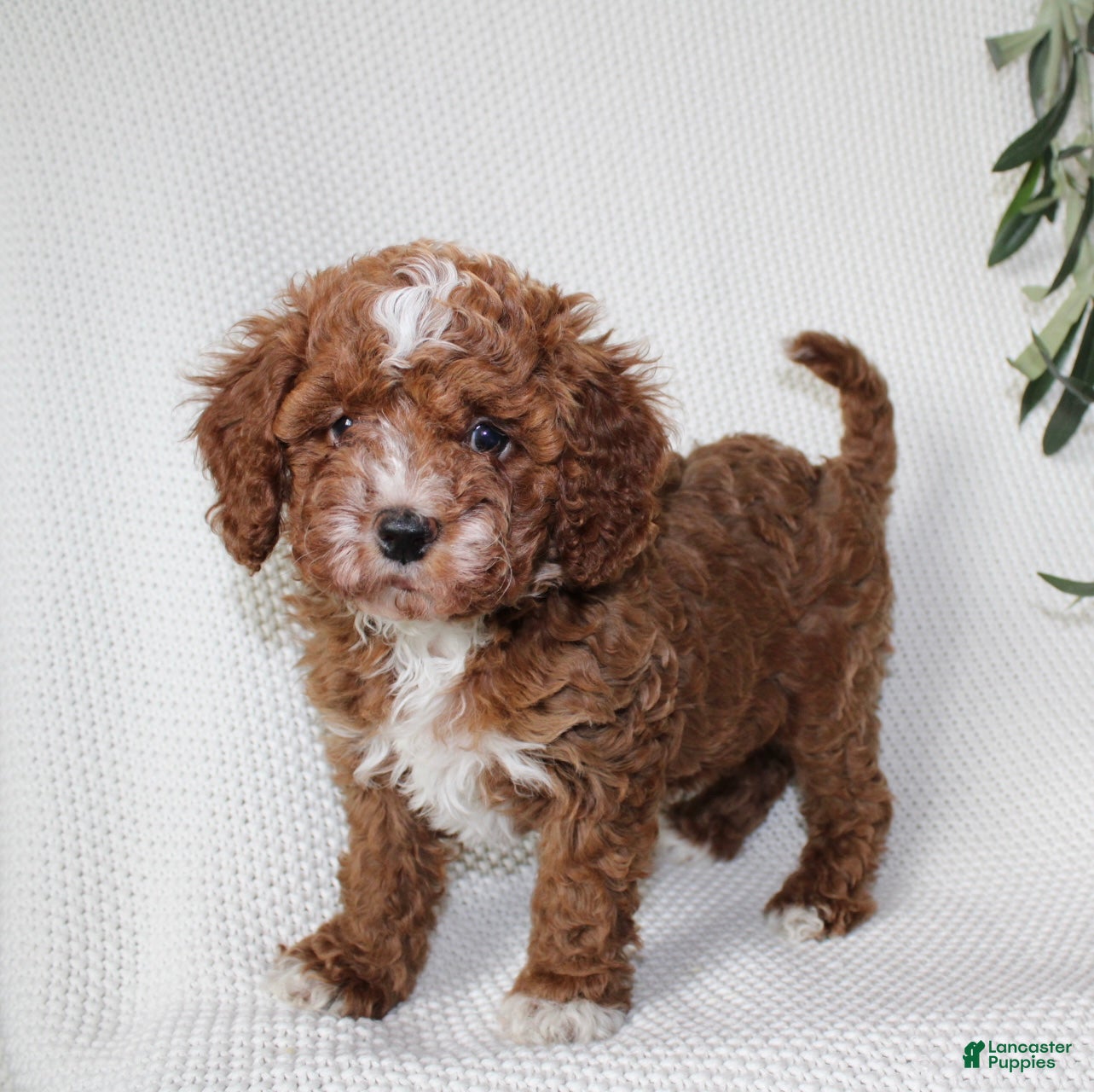 Cavapoo dogs Amber - Ad 1
