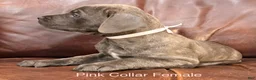 Cane Corso dogs for sale: Cane Corso Puppy Female Pink Collar - Ad 3