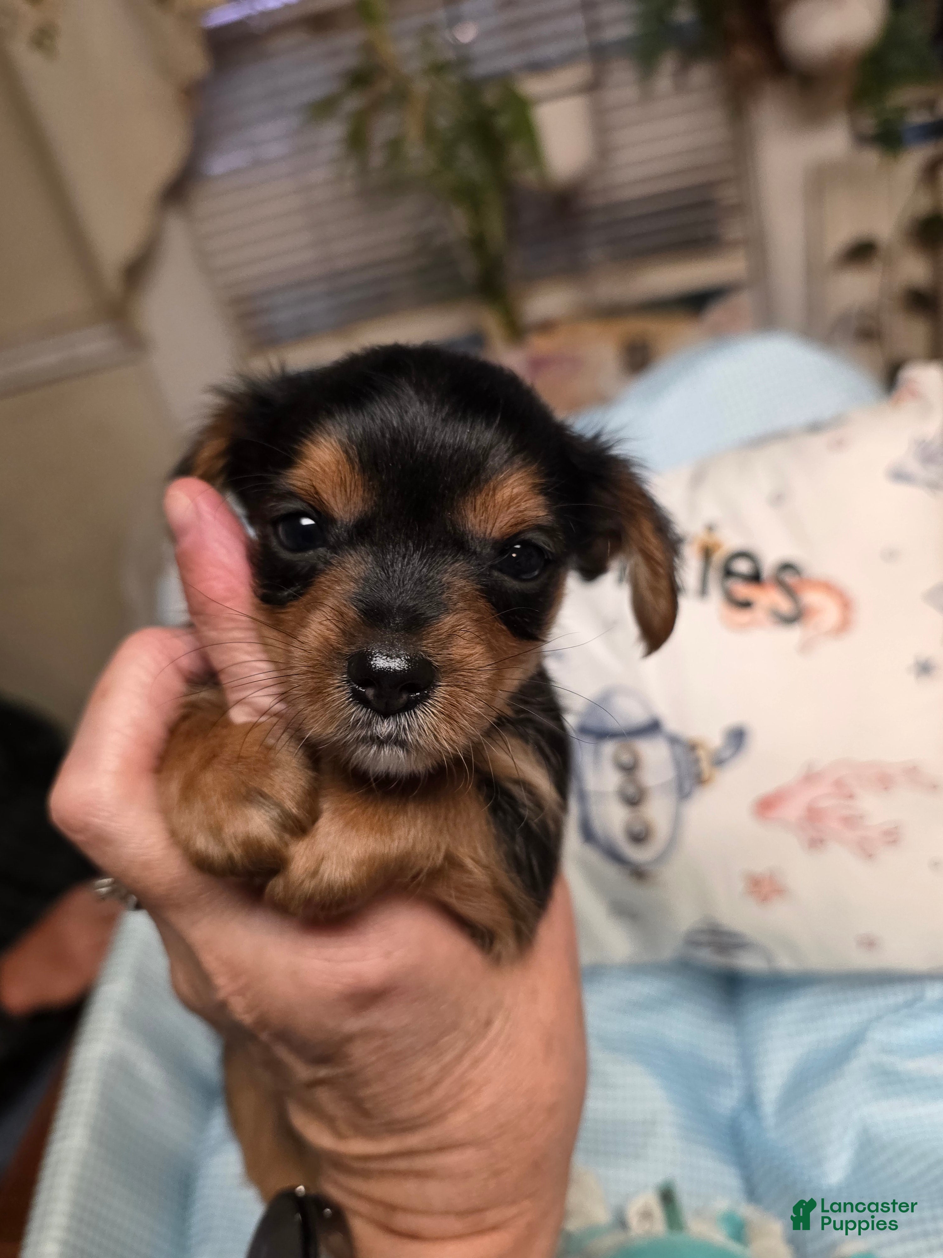 Yorkshire Terrier dogs for sale: Yorkshire Terrier Traditional male #1 - Ad 1