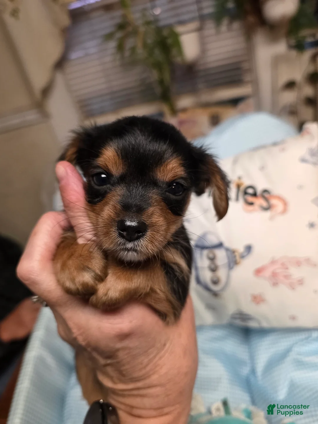 Yorkshire Terrier dogs for sale: Yorkshire Terrier Traditional male #1 - Ad 1