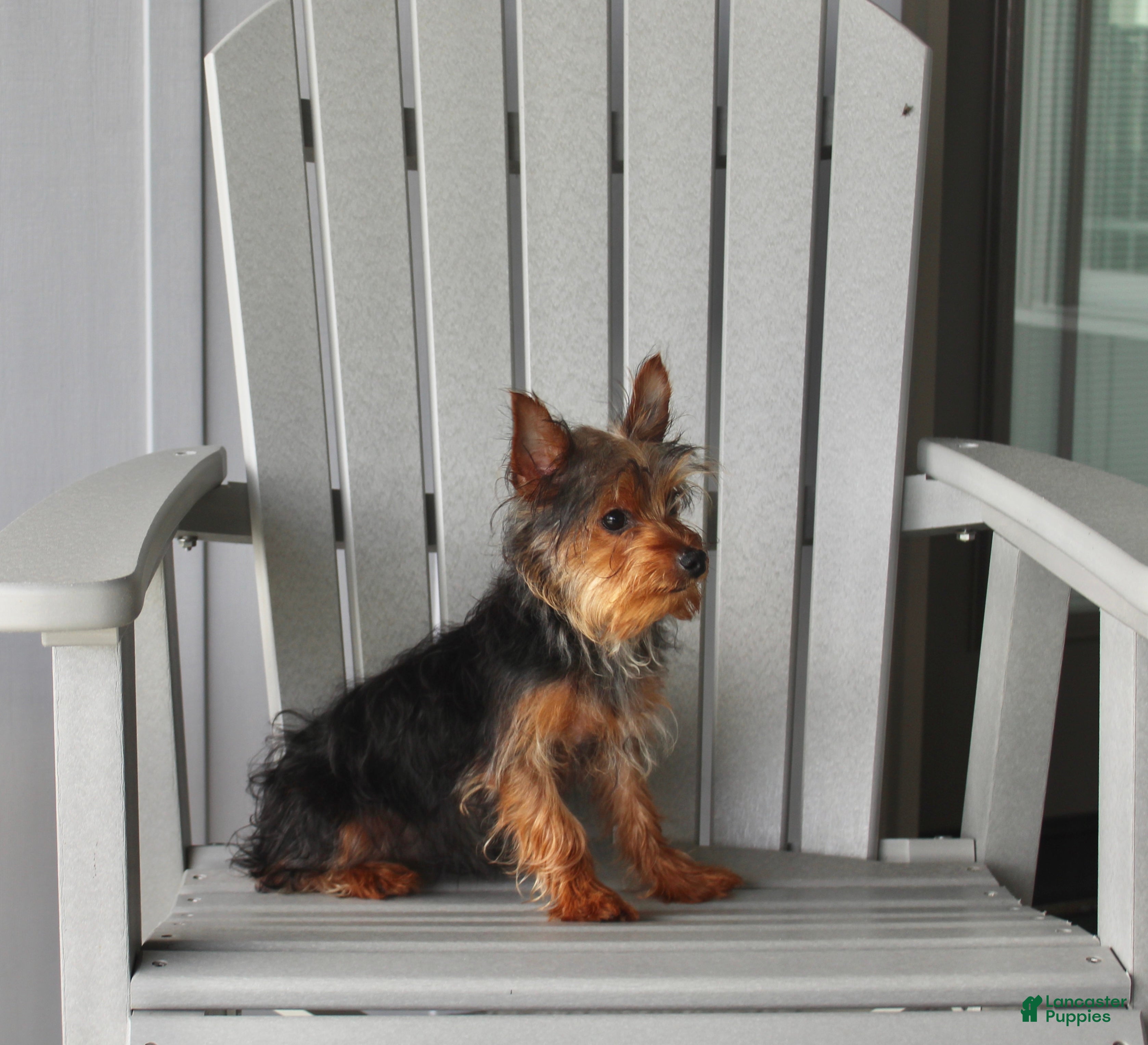 Yorkshire Terrier dogs Pluto - Ad 2