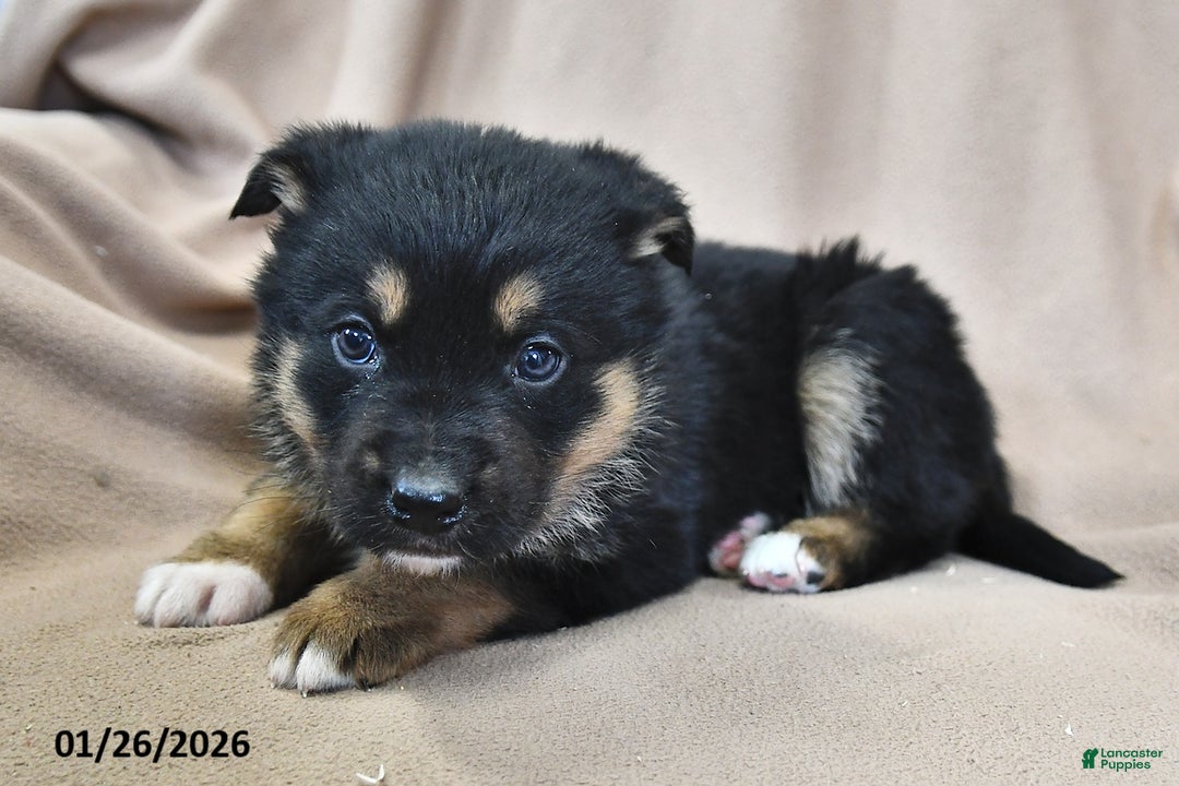 Mixed Breed dogs for sale: Heidi  - Ad 4