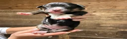 Australian Shepherd dogs for sale: Australian Shepherd 7 - Ad 1