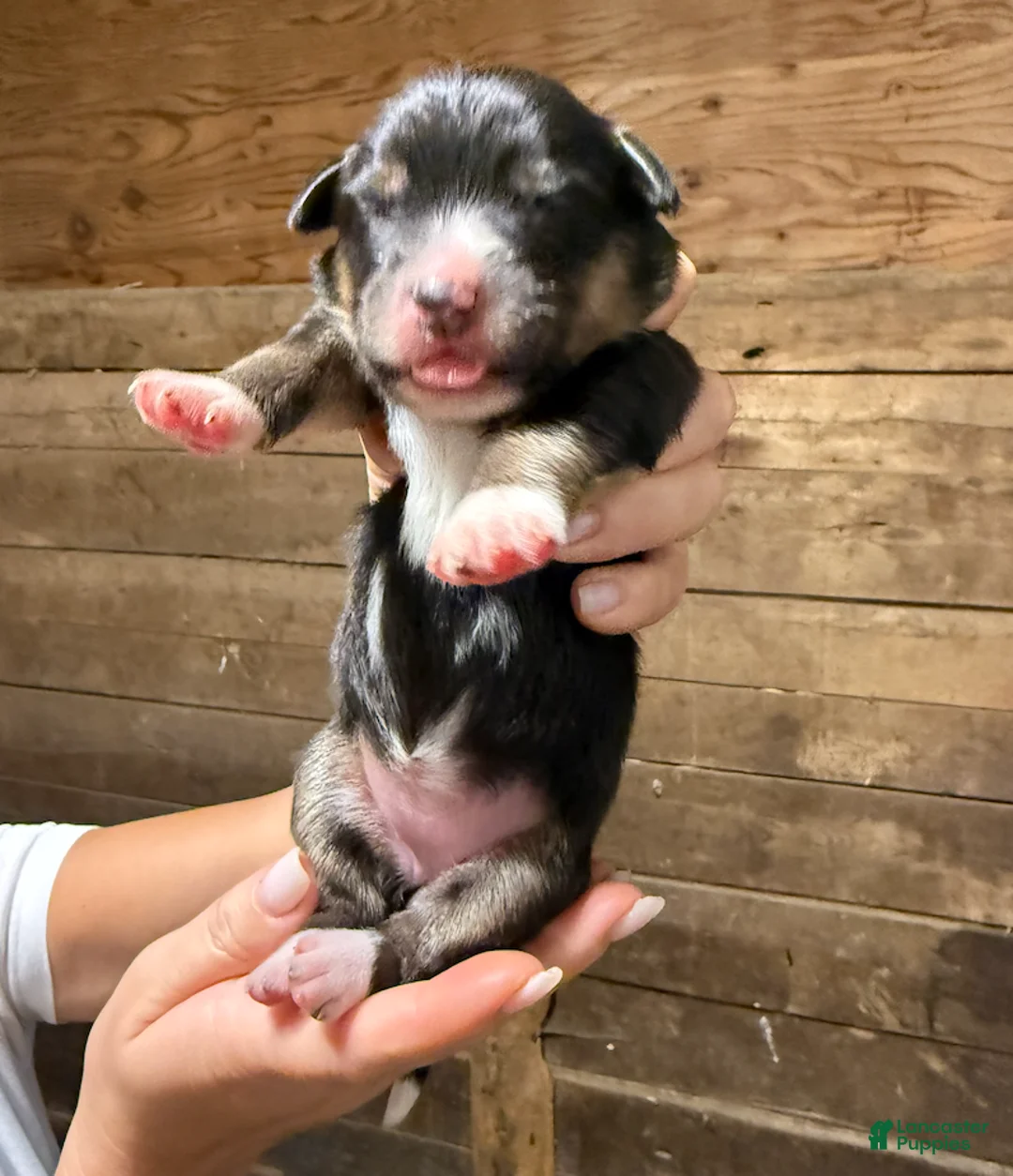 Australian Shepherd dogs for sale: Australian Shepherd 7 - Ad 1