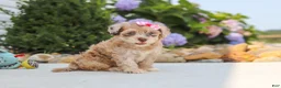 Havapoo dogs for sale: Chloe - Ad 7