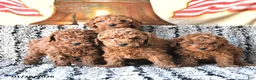 Toy Poodle dogs for sale: Otto - Ad 5