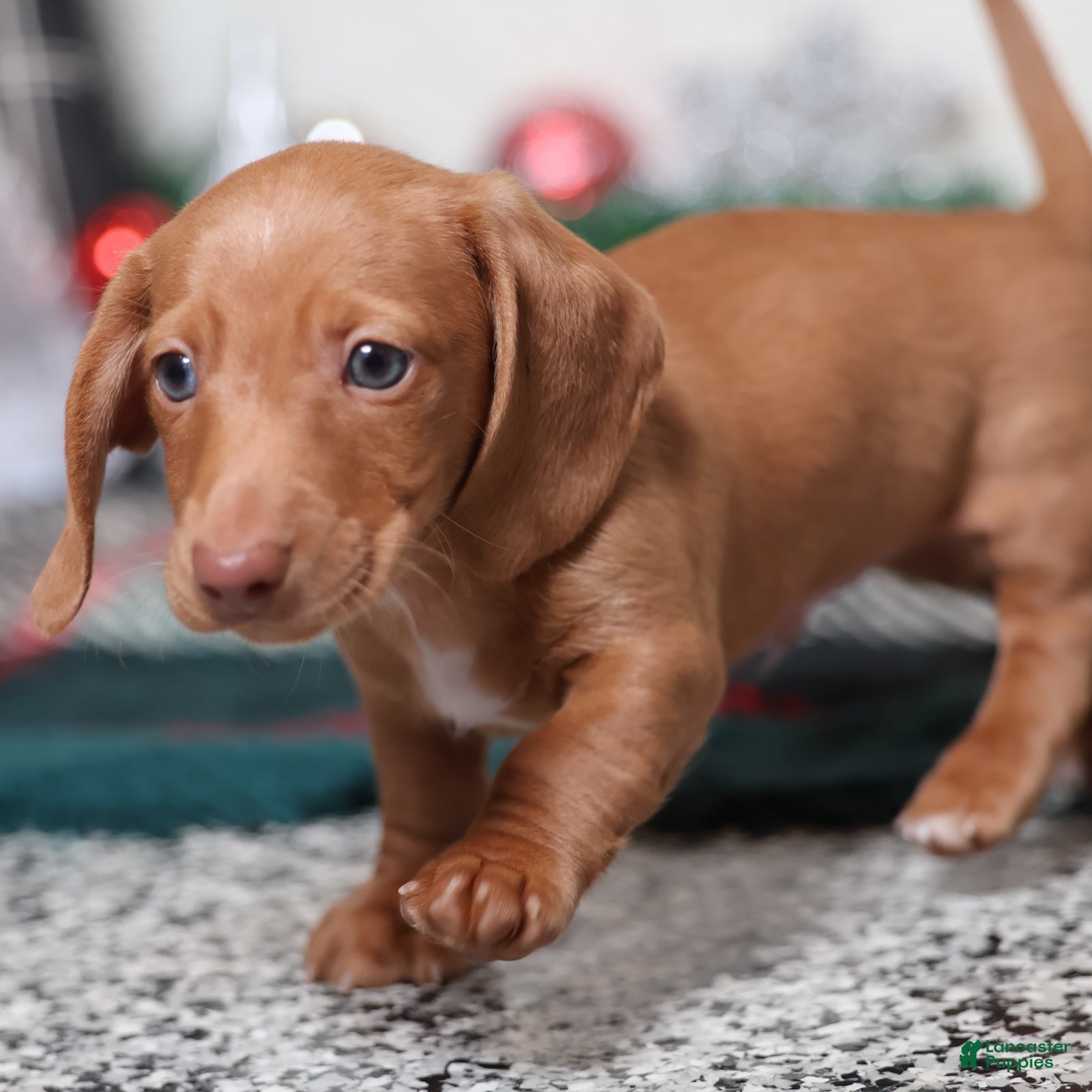 Dachshund dogs Fritz  - Ad 4
