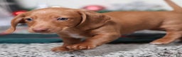 Dachshund dogs for sale: Fritz  - Ad 1