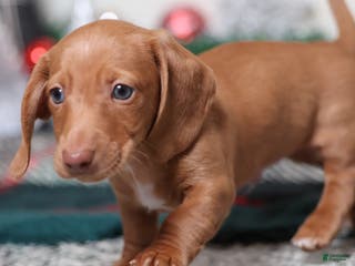 Dachshund dogs Fritz - Ad 3