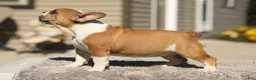 French Bulldog dogs for sale: Oasis – Fawn/White - Ad 8