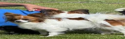 Mixed Breed dogs for sale: Mixed Breed 2 - Ad 10