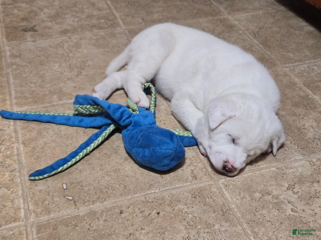 Mixed Breed dogs for sale: Mixed Breed Puppy 5 - Ad 1