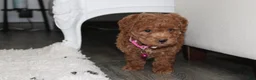 Bichpoo dogs for sale: Sunny - Ad 4