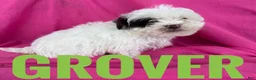 Shihpoo dogs for sale: GROVER - Ad 1