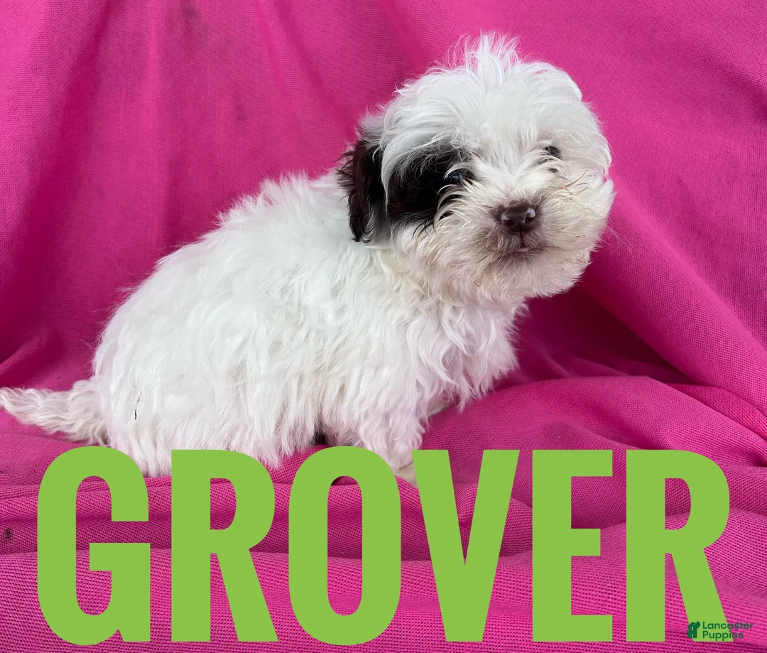 Shihpoo dogs for sale: GROVER - Ad 1
