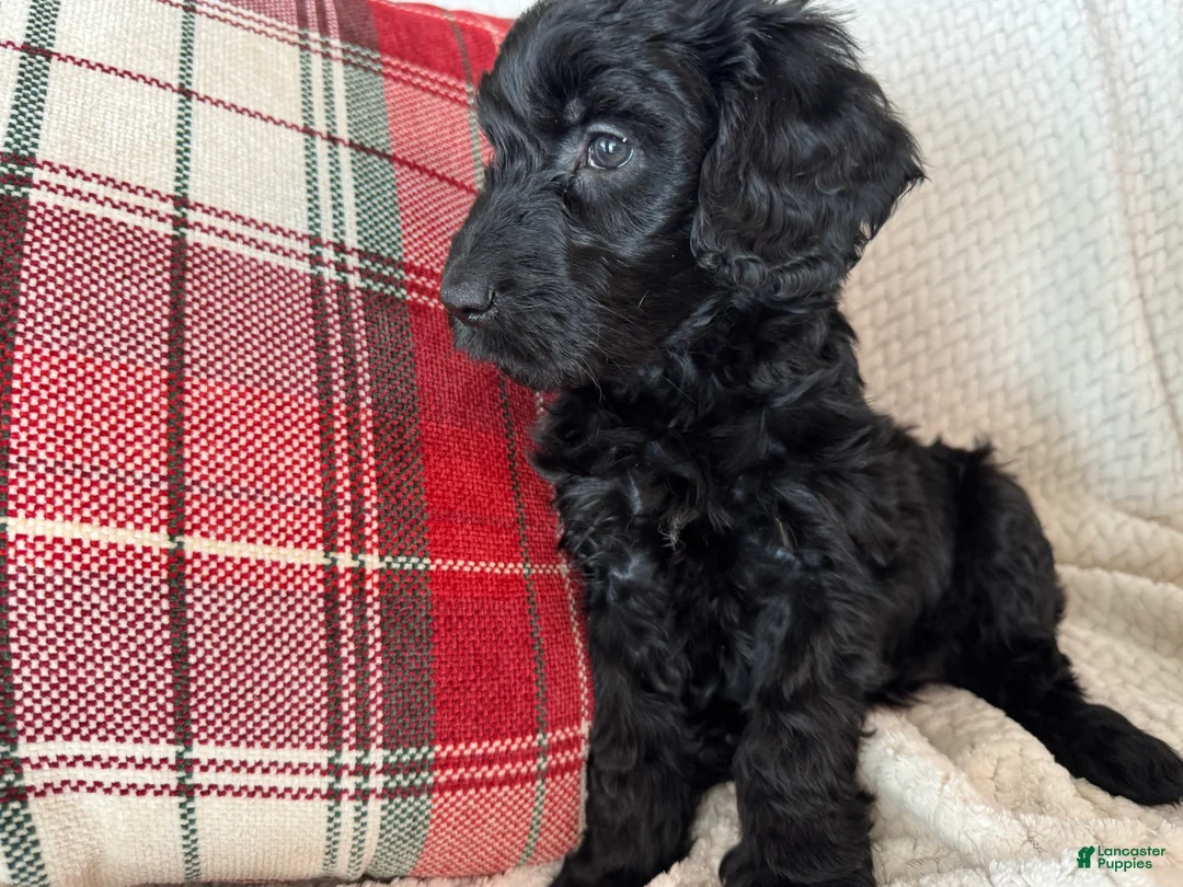 Goldendoodle dogs for sale: 🐾 Abby – Gentle, Loving & Full of Heart 🐾 - Ad 1