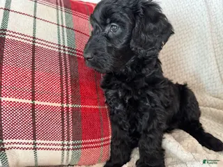 Goldendoodle dogs 🐾 Abby – Gentle, Loving & Full of Heart 🐾 - Ad 10