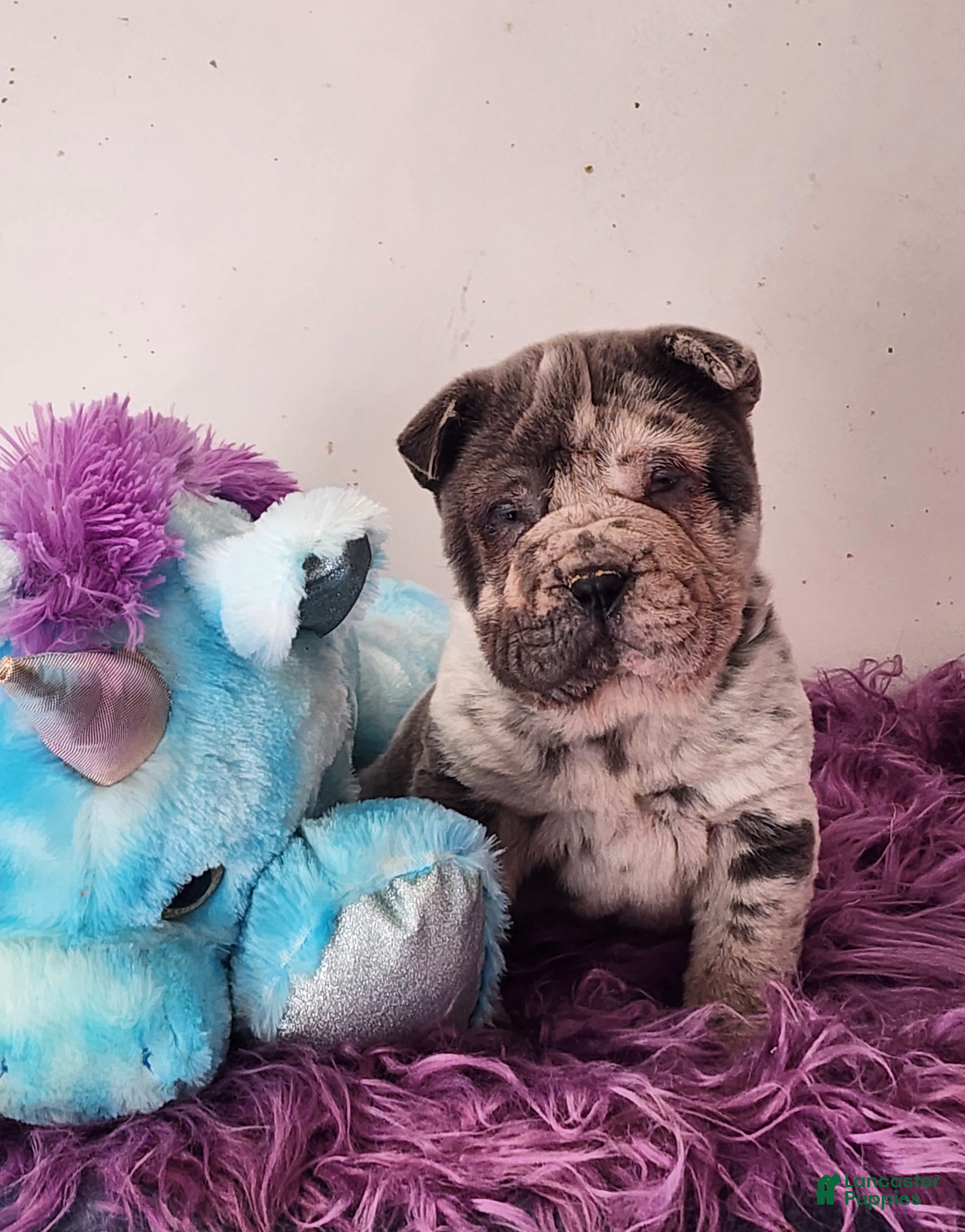 Shar Pei dogs Dazzle blue merle mini  - Ad 2
