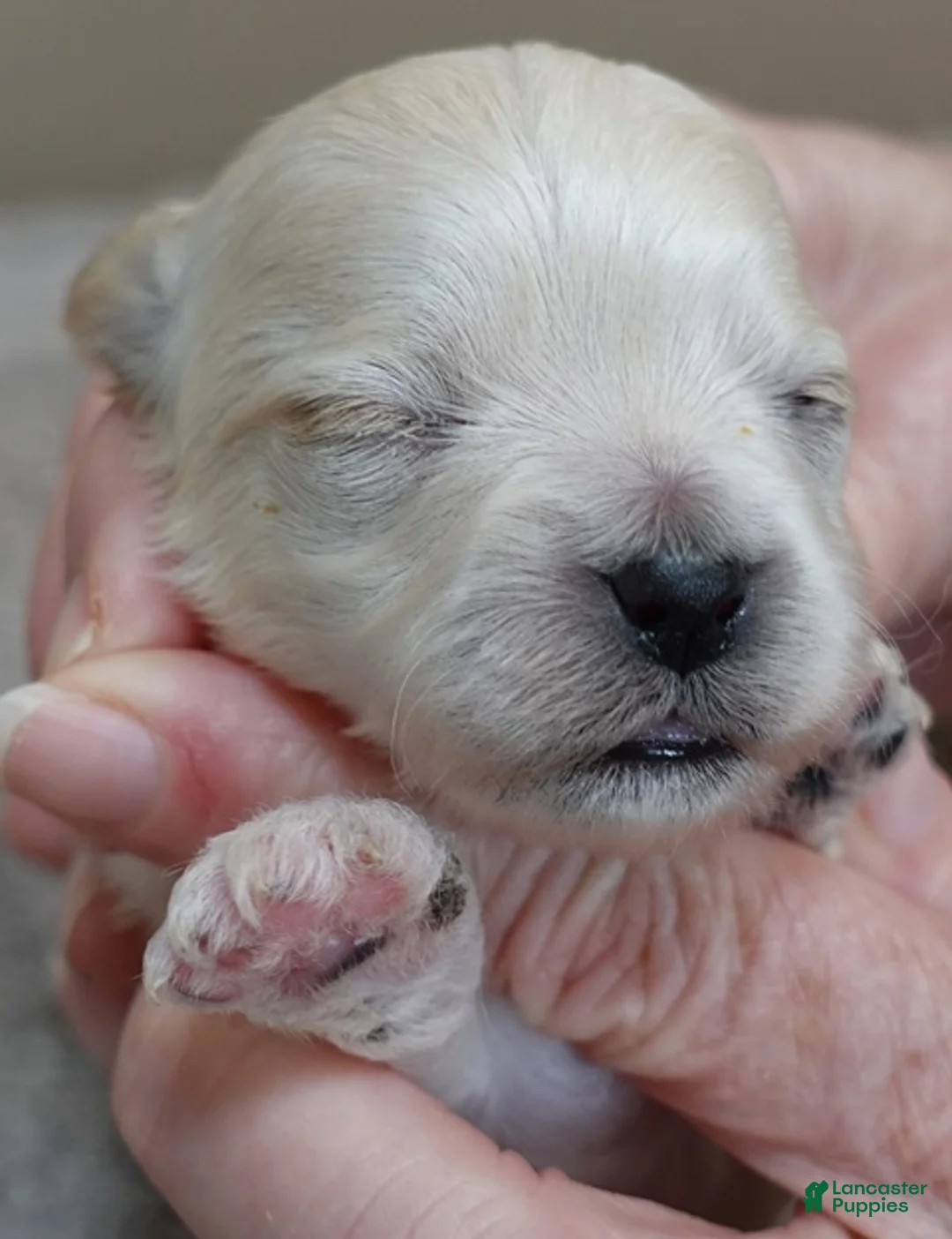 Maltipoo dogs for sale: Dex - Ad 2