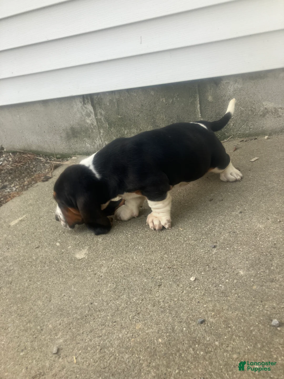 Basset Hound dogs for sale: Libby - Ad 2