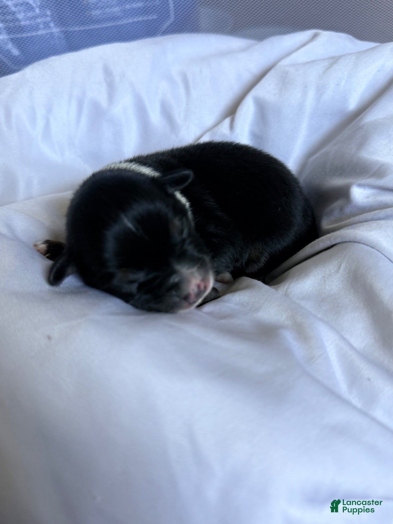 Miniature Australian Shepherd dogs Male #2 - Cassian - Ad 11