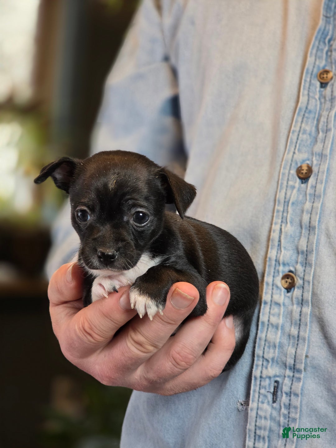 Chihuahua dogs for sale: Black Hawk  - Ad 9