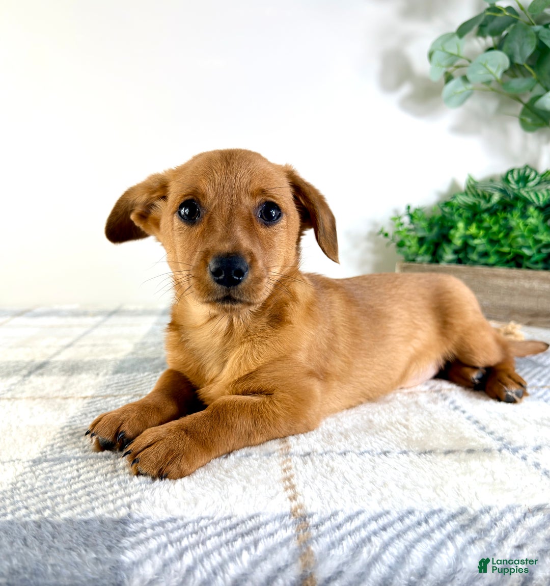 Mixed Breed dogs for sale: Delilah - Ad 3