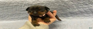 Miniature Pinscher Puppy 4