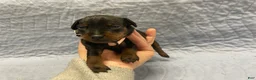 Miniature Pinscher dogs for sale: Miniature Pinscher Puppy 4 - Ad 1