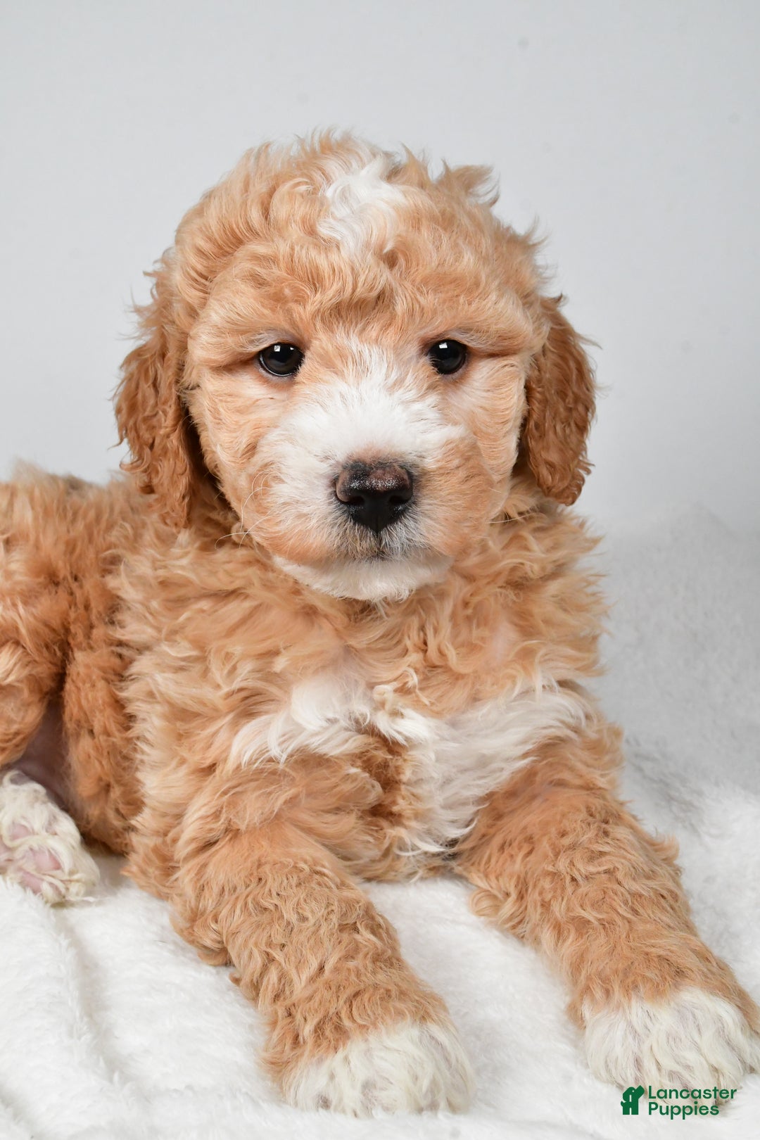 Mini Goldendoodle dogs for sale: Rudolph - Ad 6