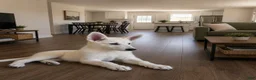 German Shepherd dogs for sale: Bentley - Ad 6