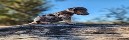 Catahoula Leopard Dog dogs for sale: Houdini 2025 Female 1 - Ad 12