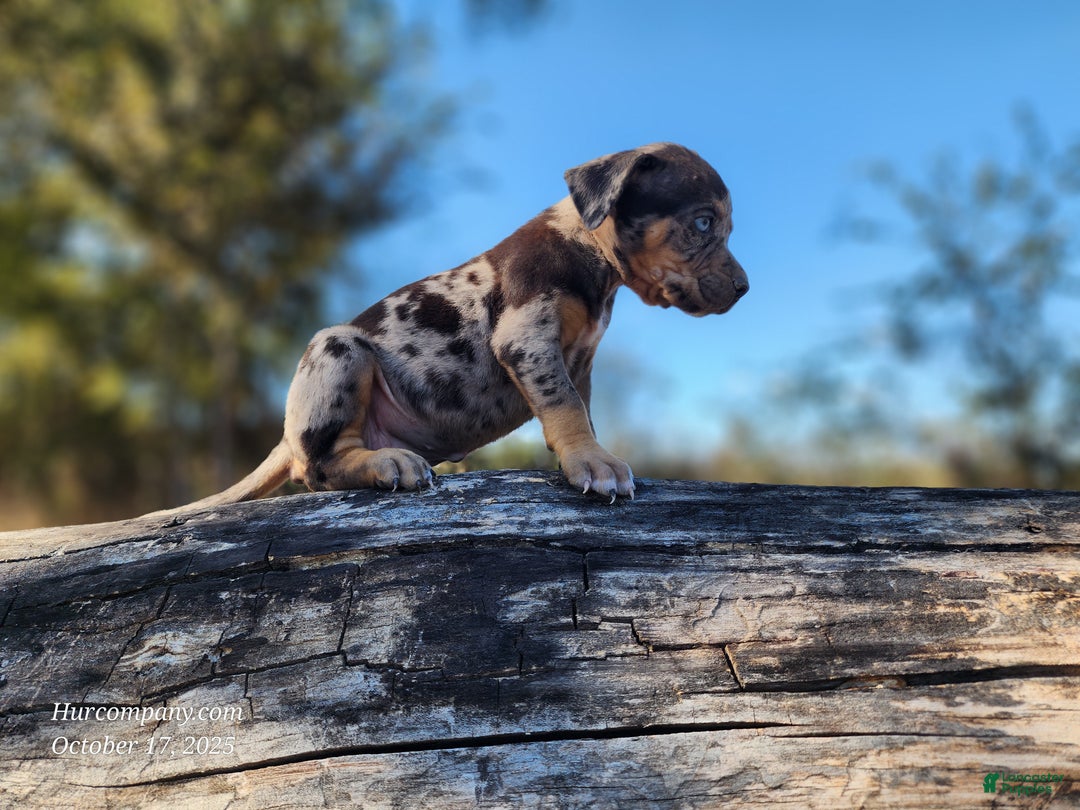 Catahoula Leopard Dog dogs for sale: Houdini 2025 Female 1 - Ad 12