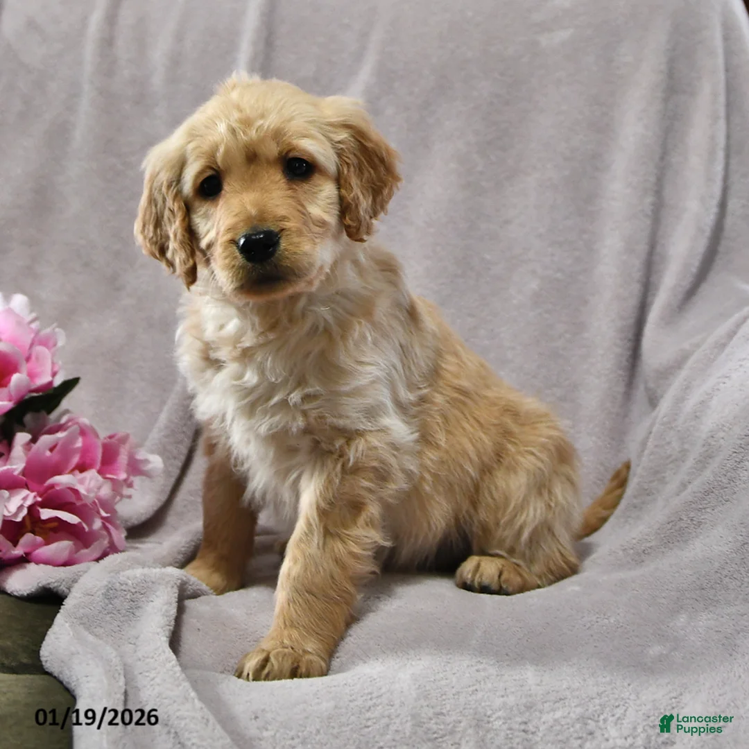 Goldendoodle dogs for sale: Holly - Ad 3