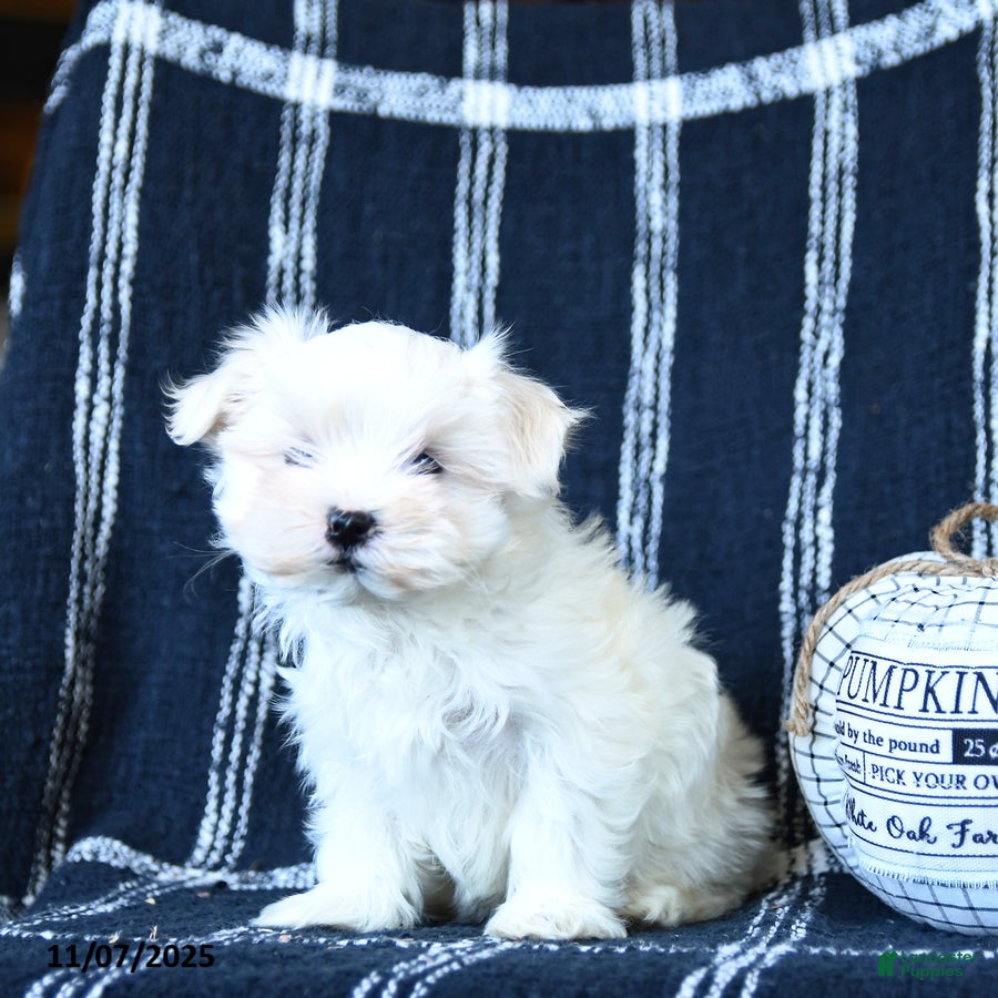 Maltese dogs Candy - Ad 10