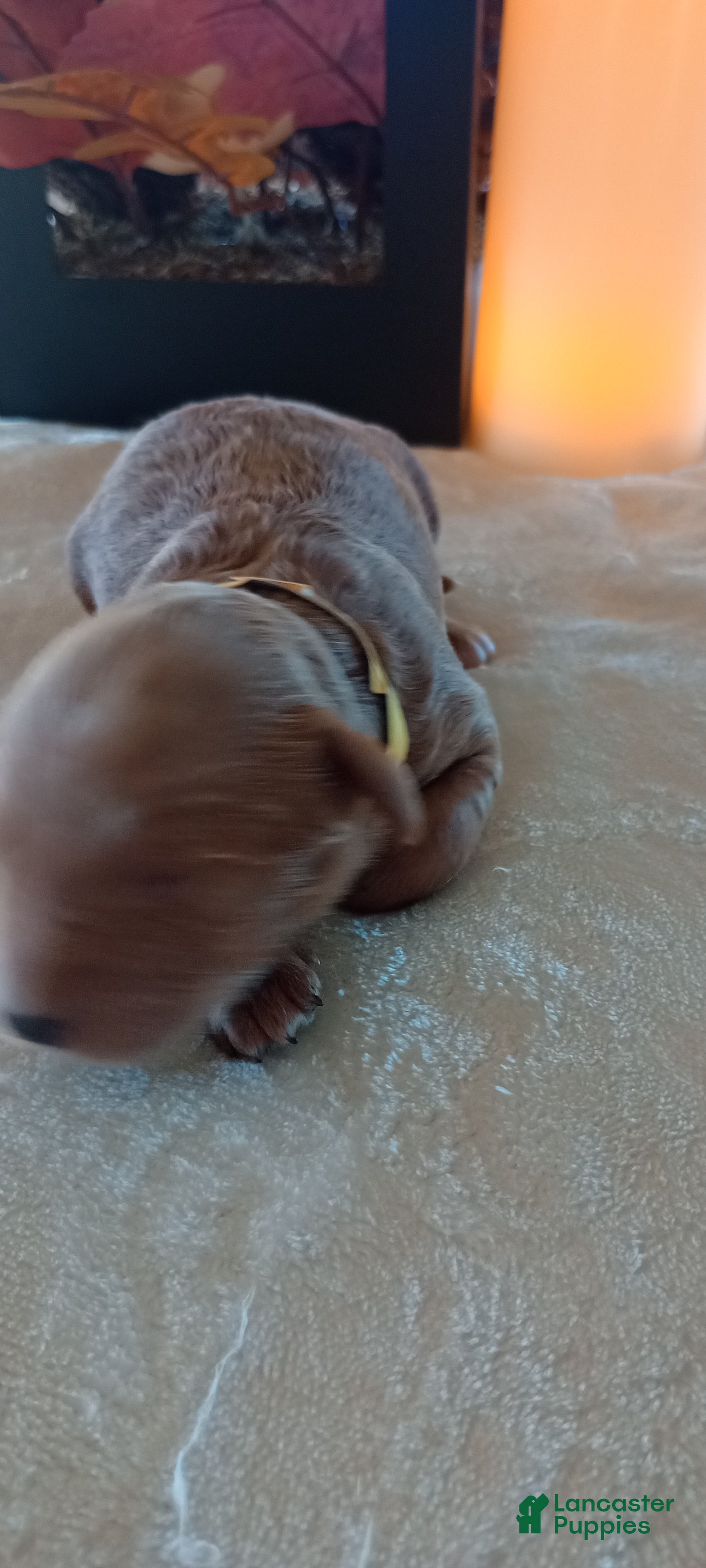 Mini Goldendoodle dogs for sale: Mr. Almighty  - Ad 4