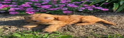 Cavapoo dogs for sale: Harper - Ad 3