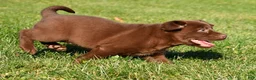 Labrador Retriever dogs for sale: Mira - Ad 7
