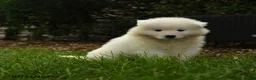 Samoyed dogs for sale: Krista - Ad 3