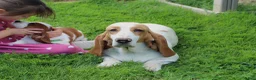 Basset Hound dogs for sale: Zuma - Ad 5