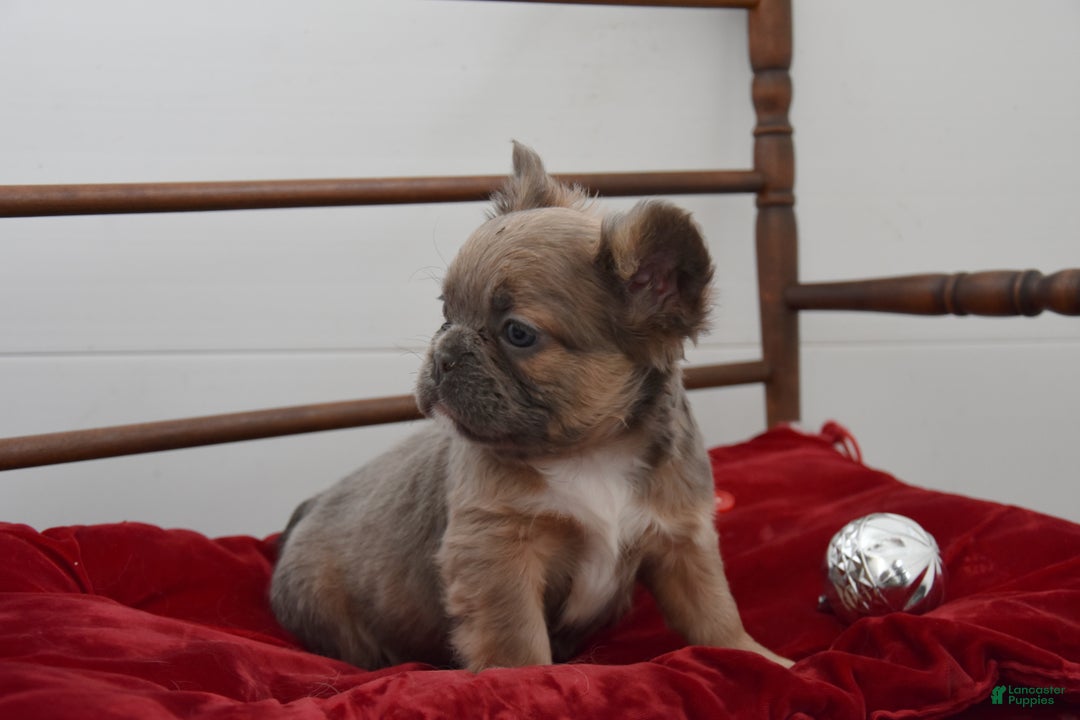 French Bulldog dogs for sale: Jade - Ad 2