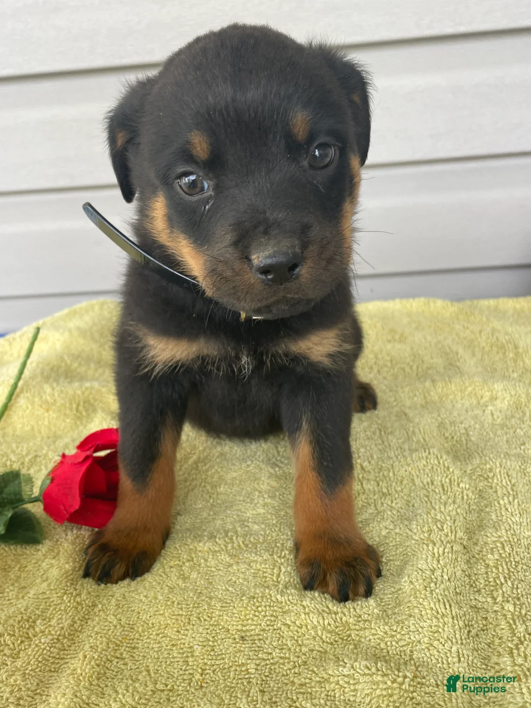 Rottweiler dogs for sale: Aston - Ad 3
