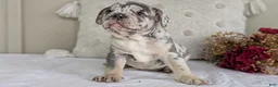French Bulldog dogs for sale: Falcon - Ad 8