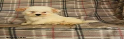 Mixed Breed dogs for sale: Una  - Ad 3