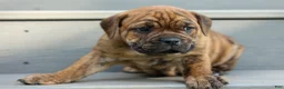 Beabull dogs for sale: Avery ❤️ - Ad 1